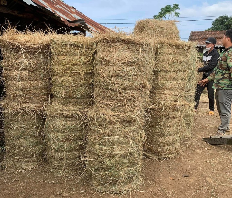 Thức Ăn Cho Gia Súc Nhai Lại